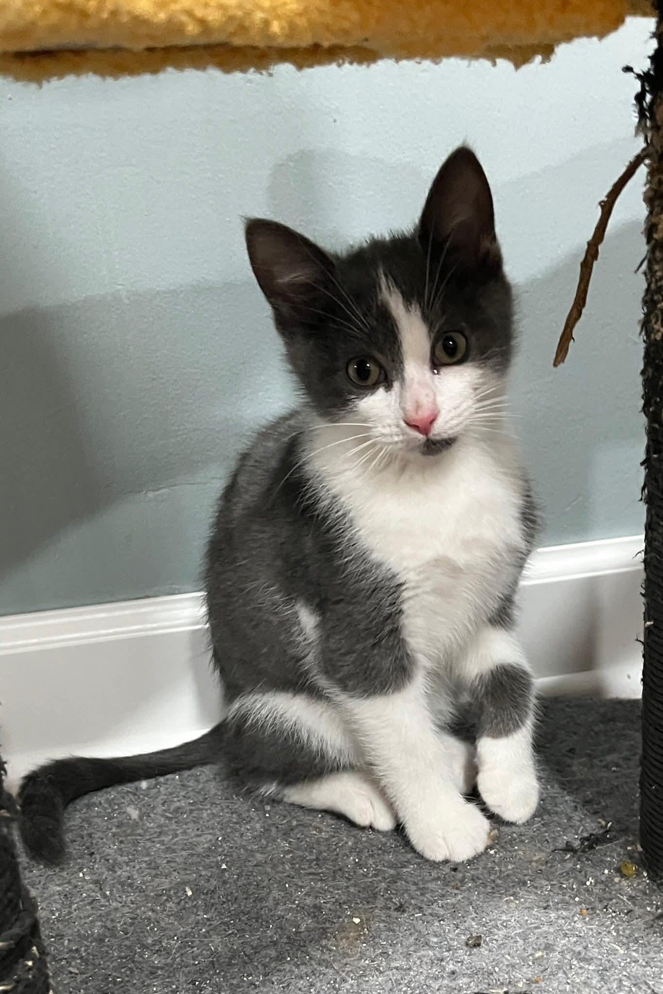 Dorito, a Adoptable Domestic Short Hair in Huntley, IL image 5/5