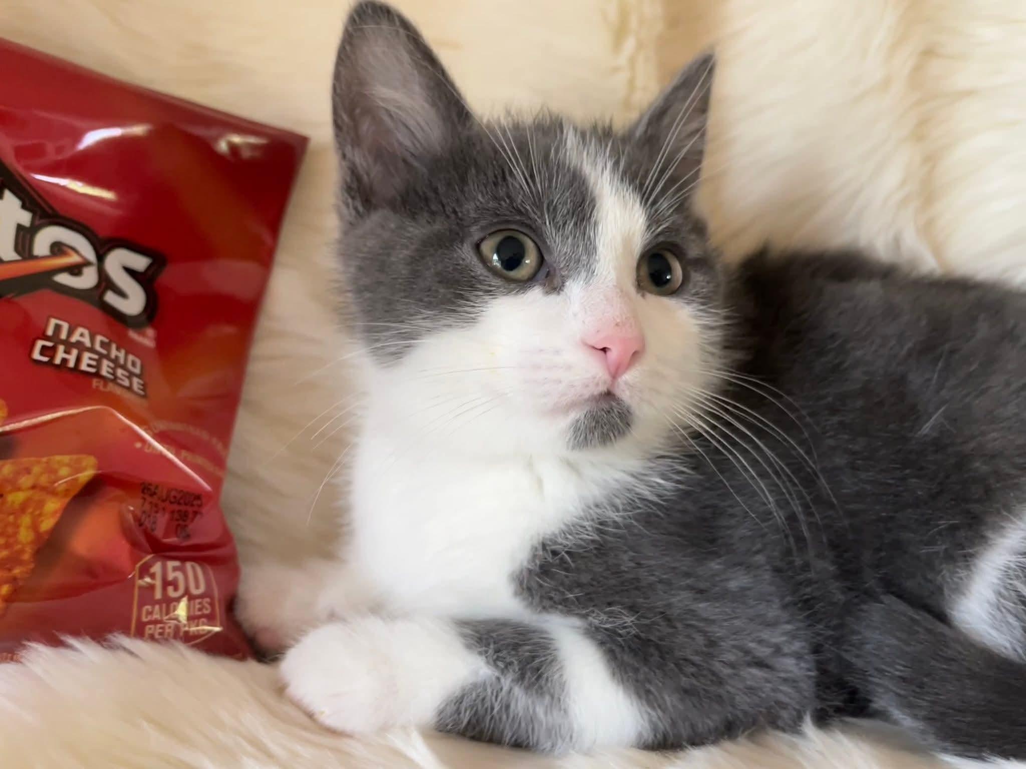 Dorito, a Adoptable Domestic Short Hair in Huntley, IL image 3/5