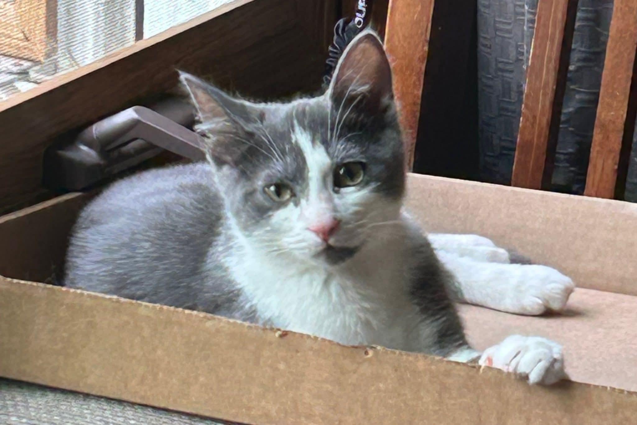 Dorito, a Adoptable Domestic Short Hair in Huntley, IL image 1/5