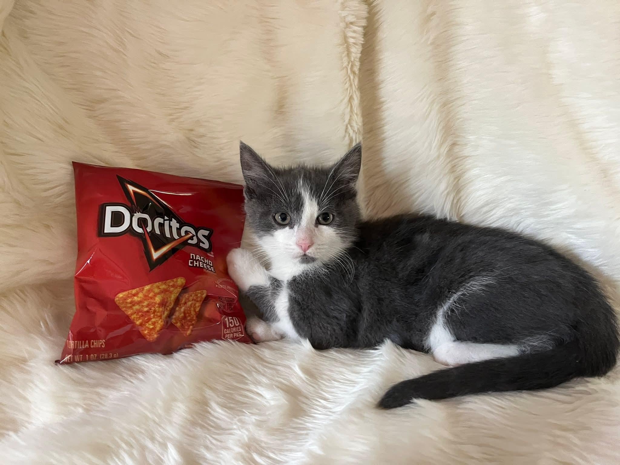 Dorito, Baby Male unknown