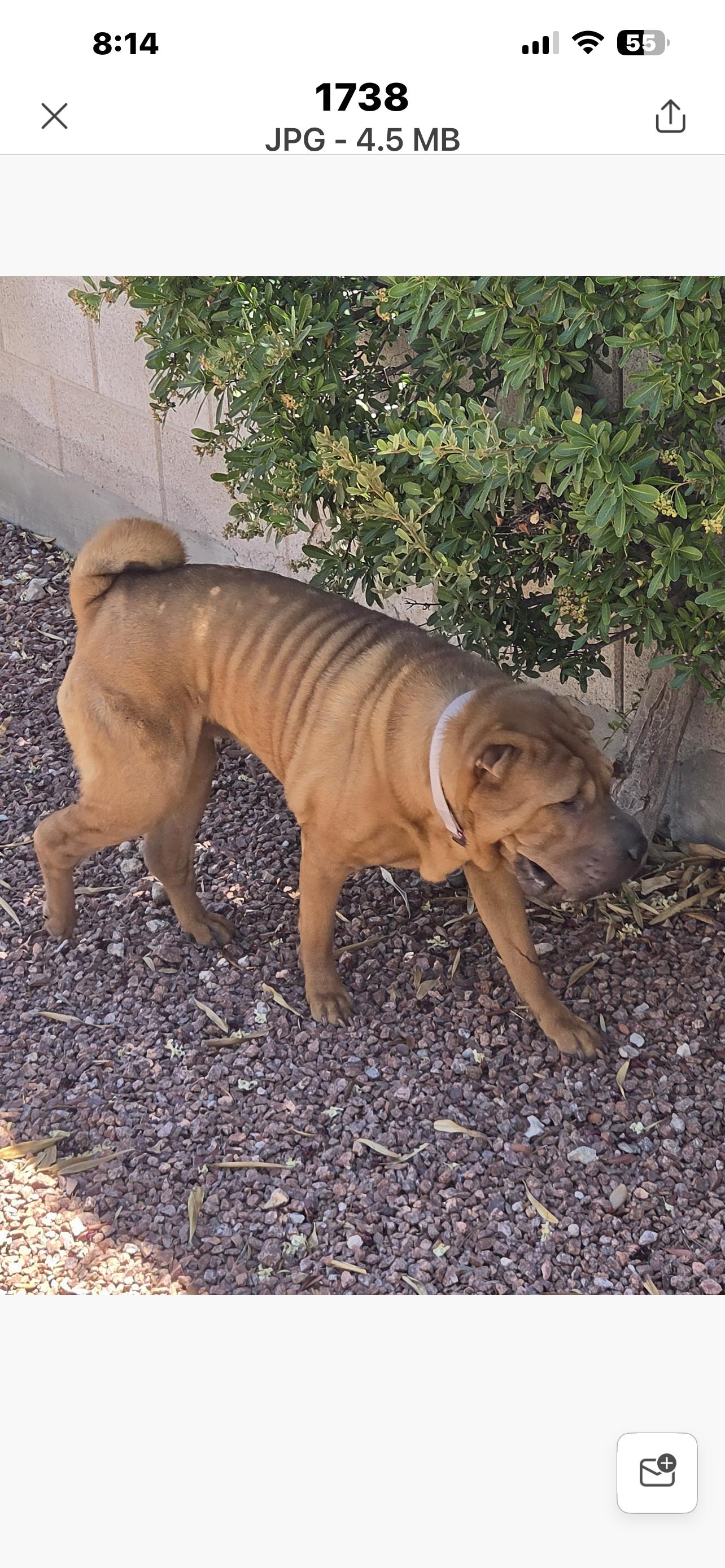 Sasha, Adoptable, Adult Female Shar-Pei.
