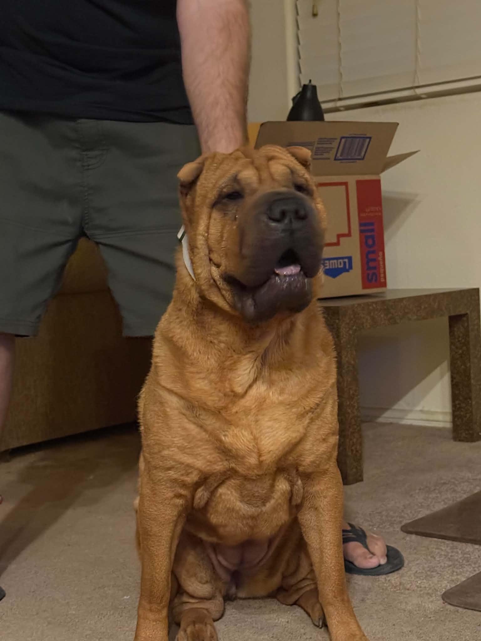 Enlarge Sasha, a Adoptable Shar-Pei in Lake Forest, CA image 2/2
