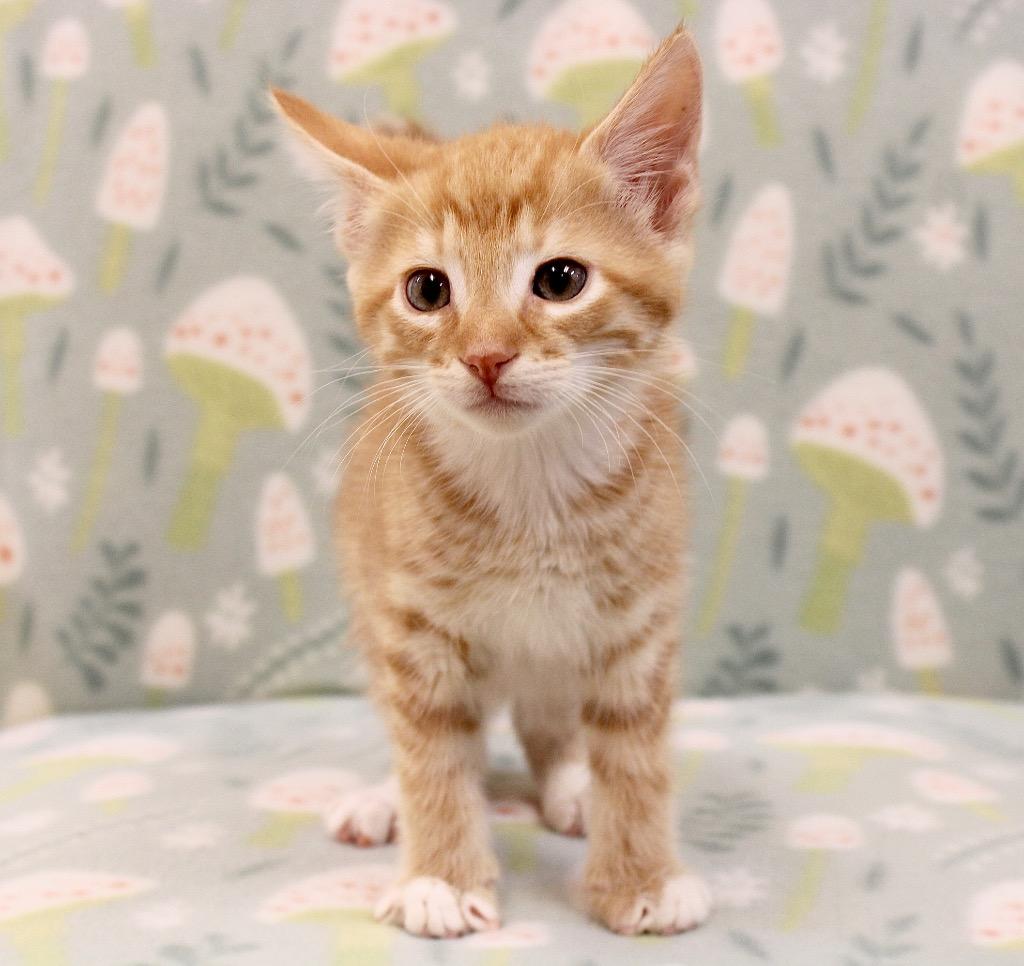 Zazu, Adoptable, Kitten Male Domestic Short Hair.