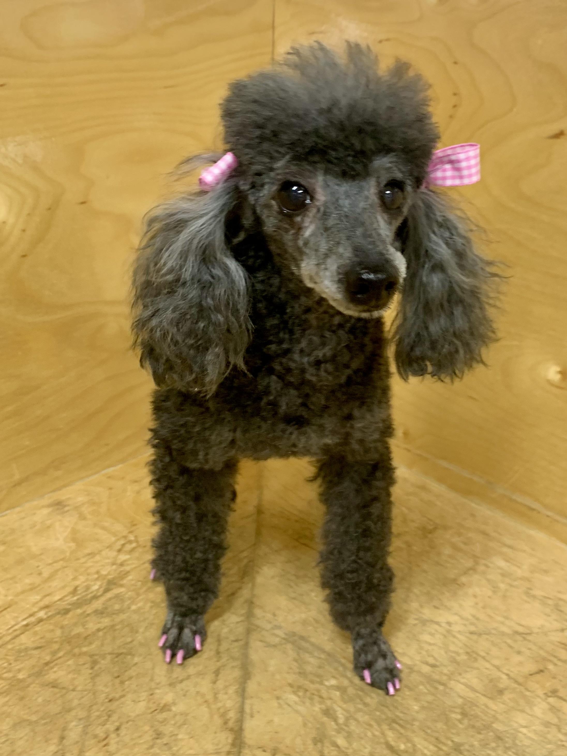 Enlarge China Doll, a ADOPTABLE Poodle (Toy) in Richmond, VA image 4/4