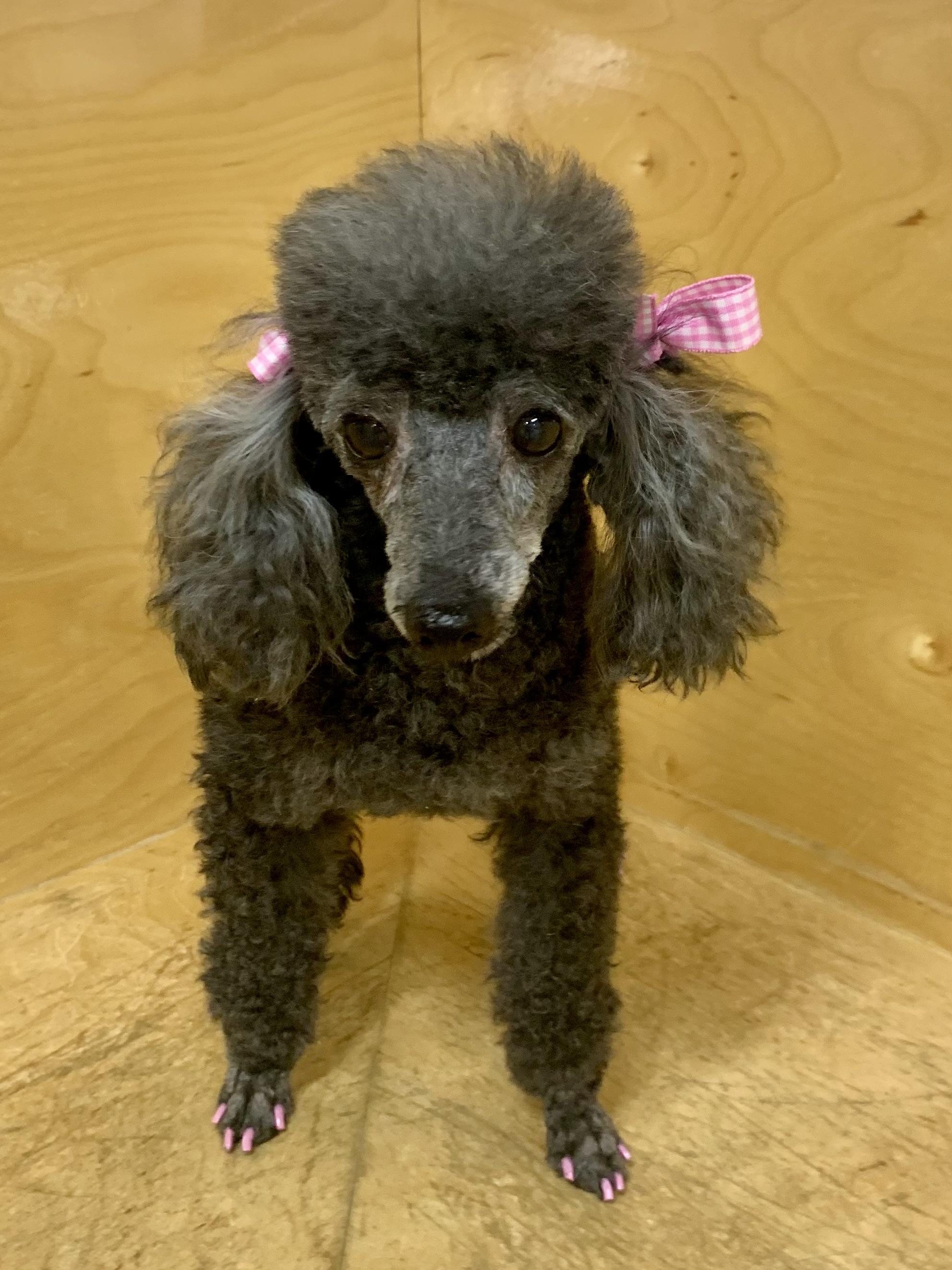China Doll, ADOPTABLE, Adult Female Poodle (Toy).