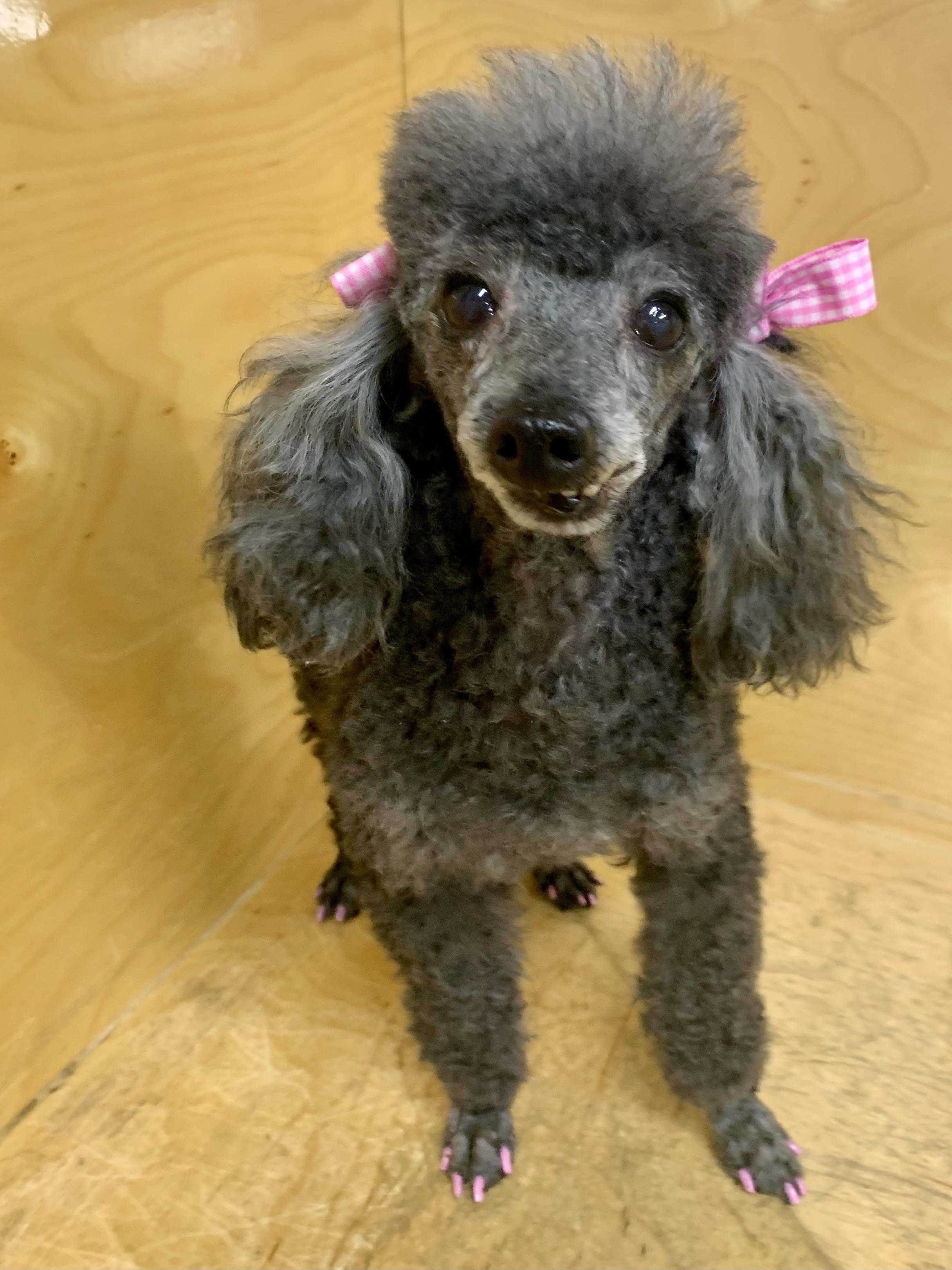 Enlarge China Doll, a ADOPTABLE Poodle (Toy) in Richmond, VA image 2/4