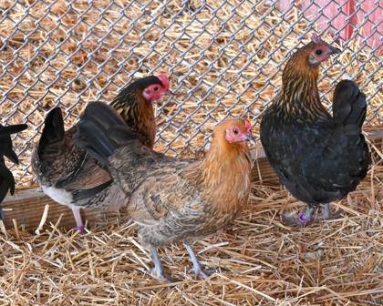 G50, Adoptable, Adult Female Chicken & Chicken.