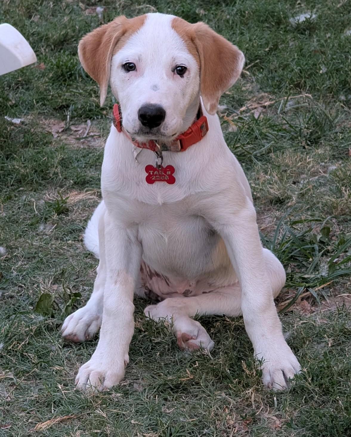 Genevieve Mushaluk, a ADOPTABLE mixed breed in Kiowa, OK image 2/6