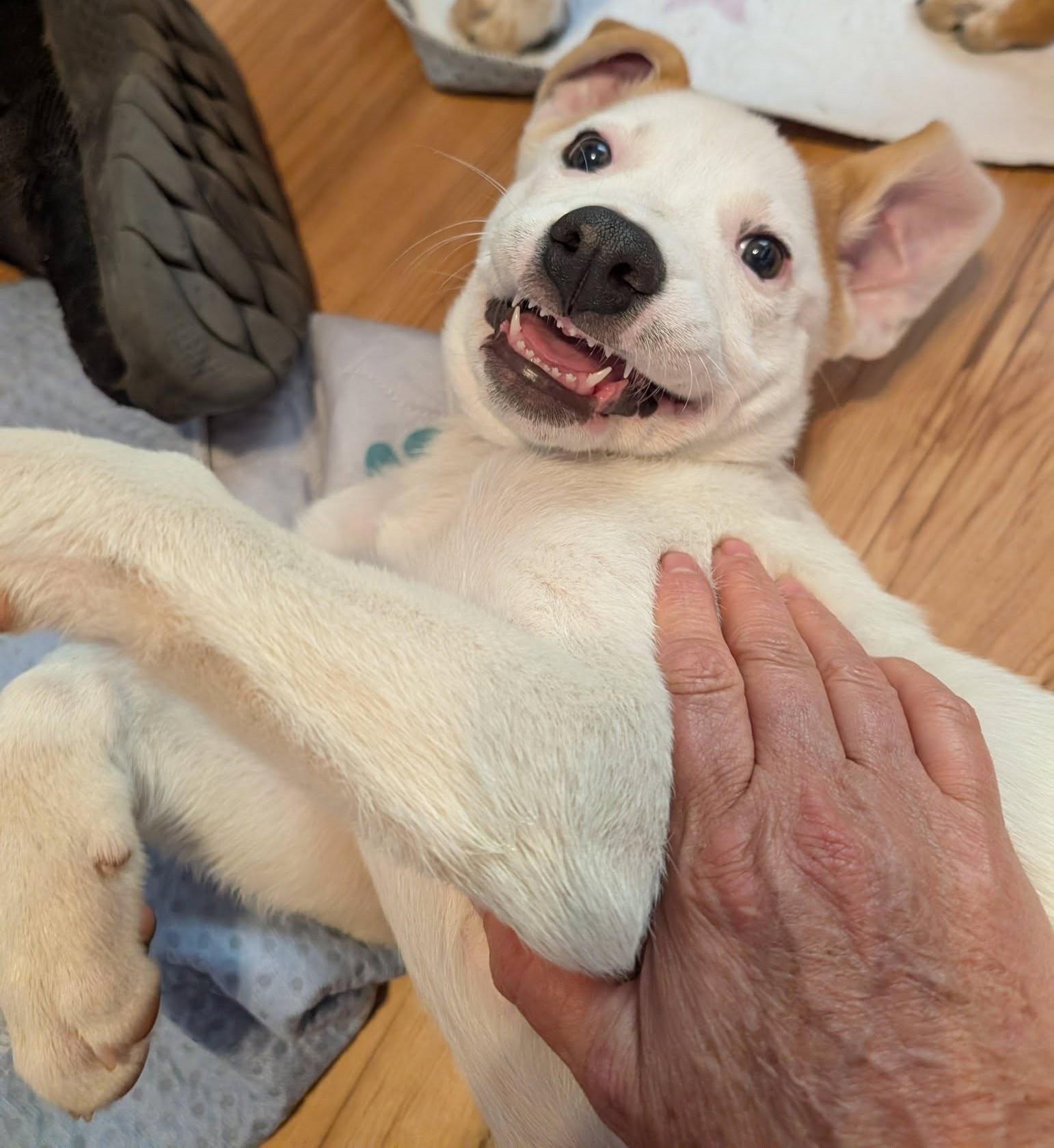 Genevieve Mushaluk, a ADOPTABLE mixed breed in Kiowa, OK image 6/6