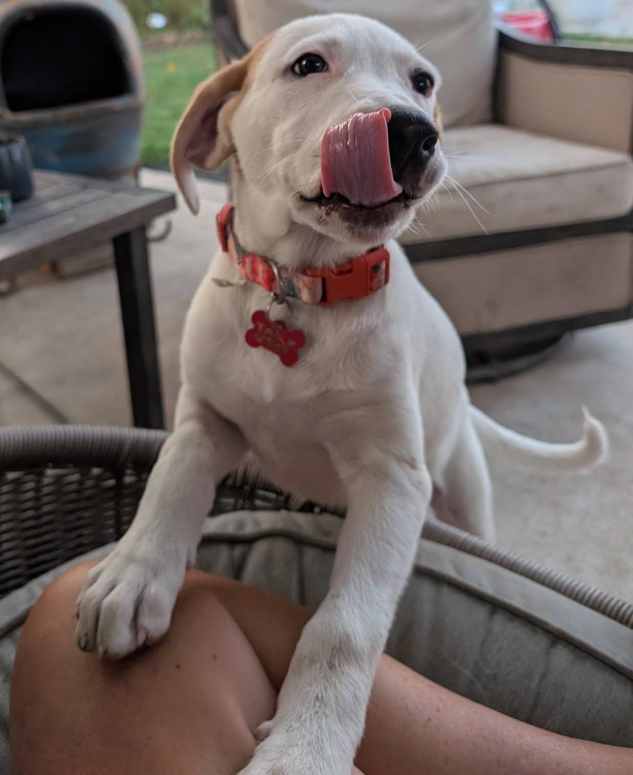 Genevieve Mushaluk, a ADOPTABLE mixed breed in Kiowa, OK image 4/6