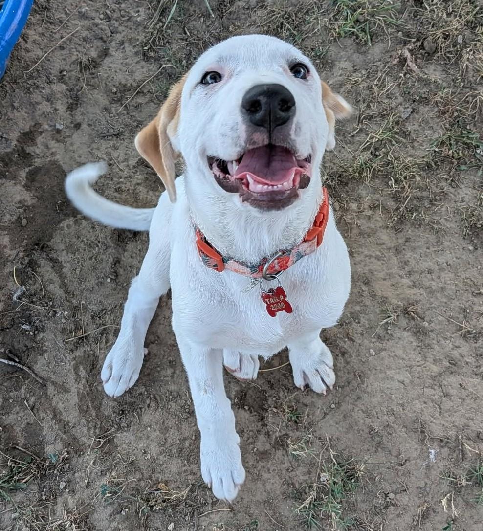 Genevieve Mushaluk, a ADOPTABLE mixed breed in Kiowa, OK image 3/6