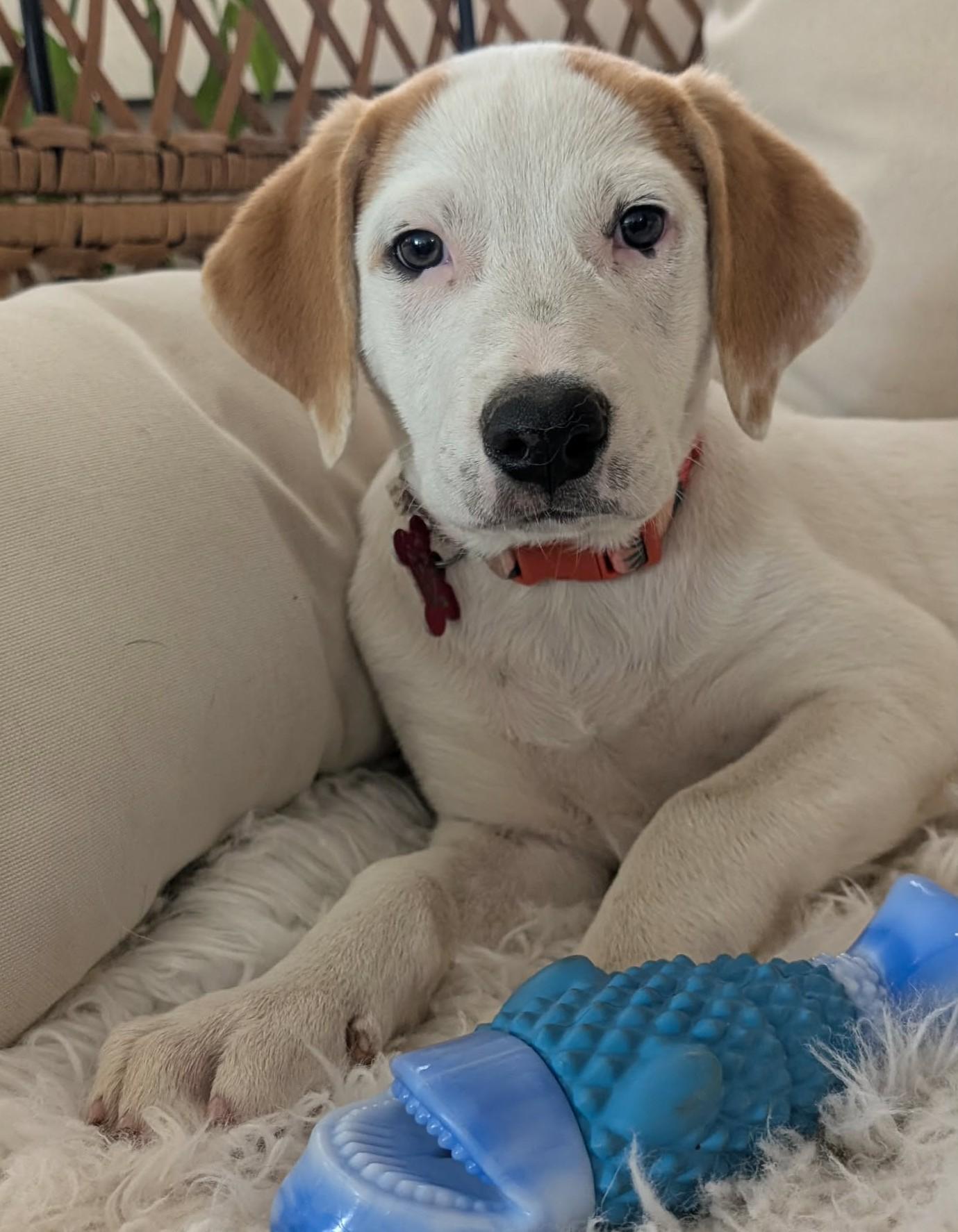 Genevieve Mushaluk, ADOPTABLE, Puppy Female Great Pyrenees.