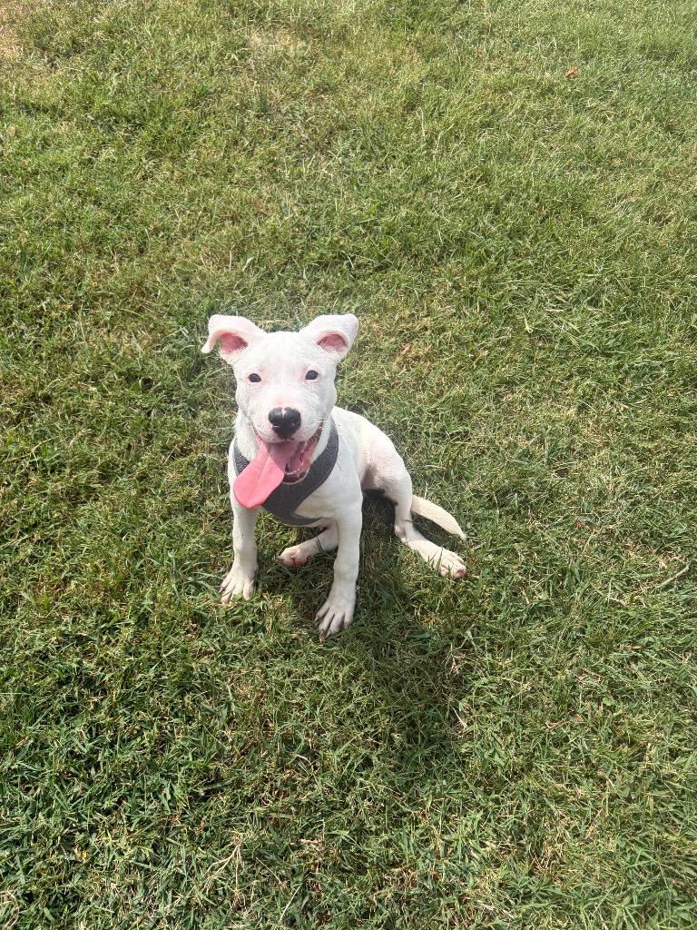 Enlarge Chicco, a Adoptable mixed breed in Gallatin, TN image 1/2