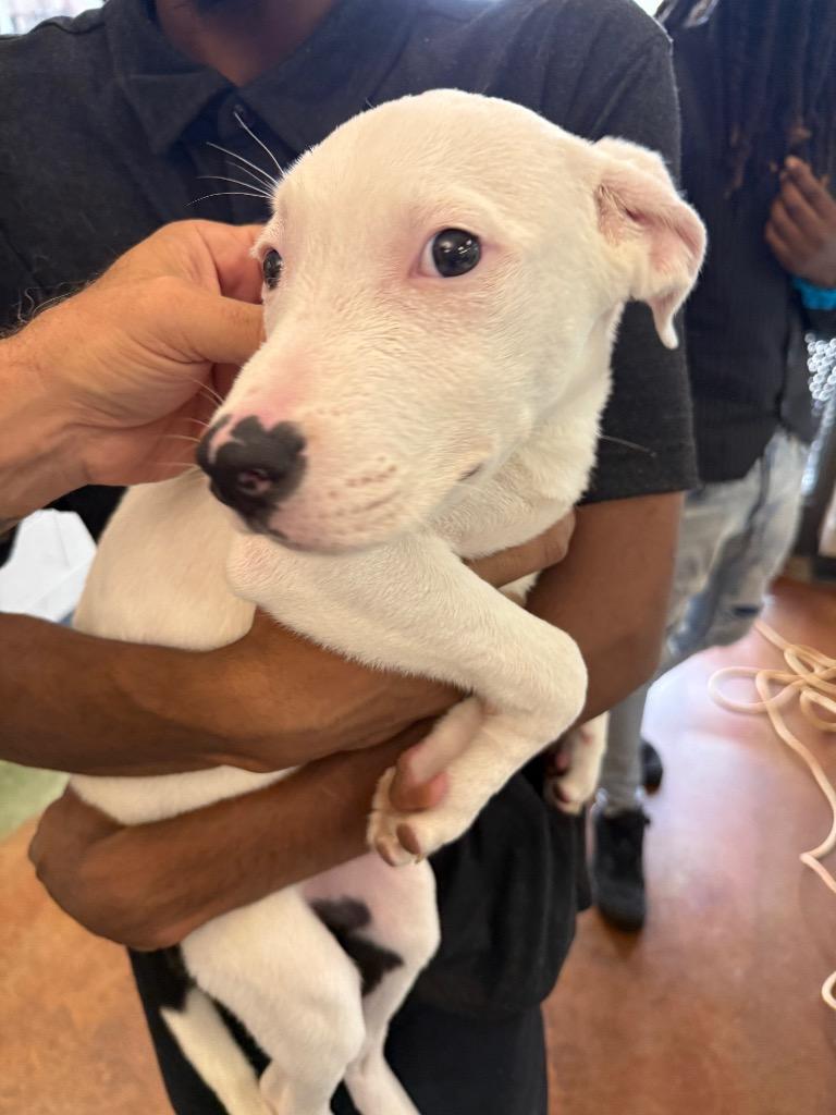 Enlarge Chicco, a Adoptable mixed breed in Gallatin, TN image 2/2
