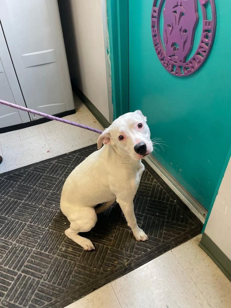 Vanna, a ADOPTABLE mixed breed in Maysville, KY image 2/2