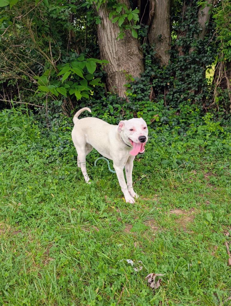 Vanna, ADOPTABLE, Young Female American Bully.