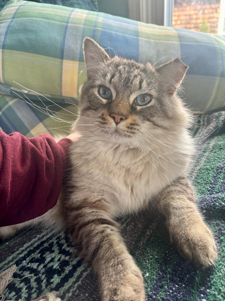 Winifred, Adoptable, Young Male Domestic Long Hair.