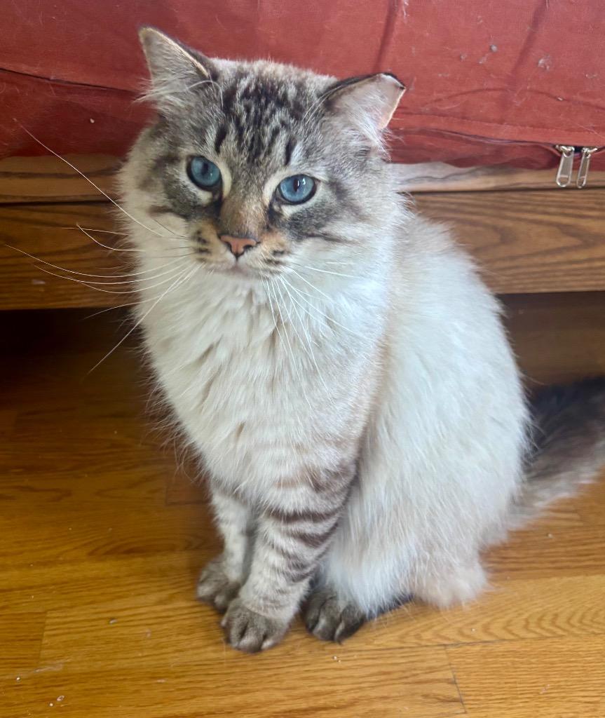 Enlarge Winifred, a Adoptable mixed breed in Pawtucket, RI image 2/4