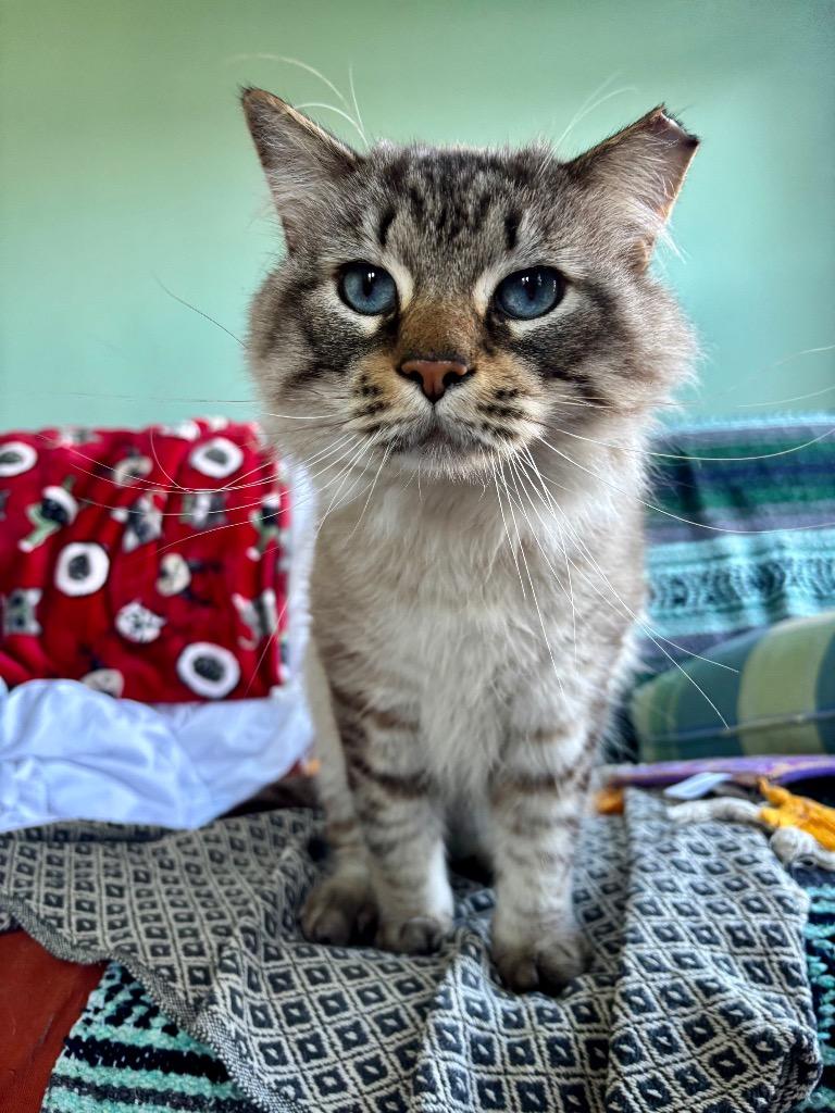 Enlarge Winifred, a Adoptable mixed breed in Pawtucket, RI image 3/4