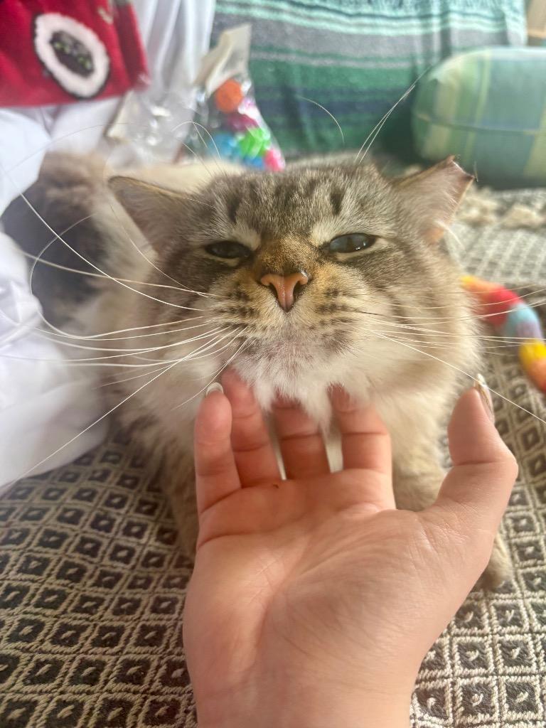 Enlarge Winifred, a Adoptable mixed breed in Pawtucket, RI image 4/4