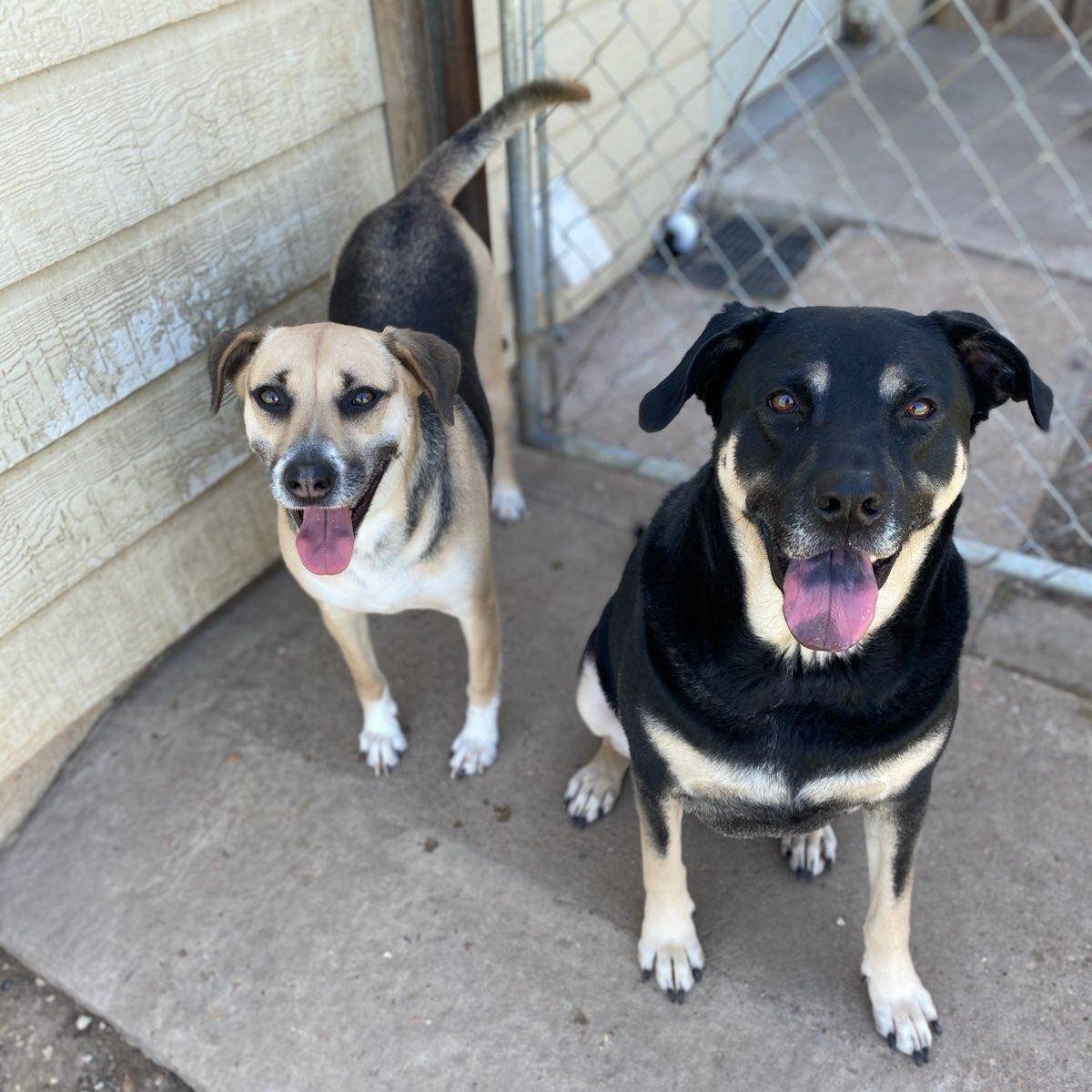 Oliver & Roxy, Adoptable, Adult Female Shepherd & Shar-Pei.