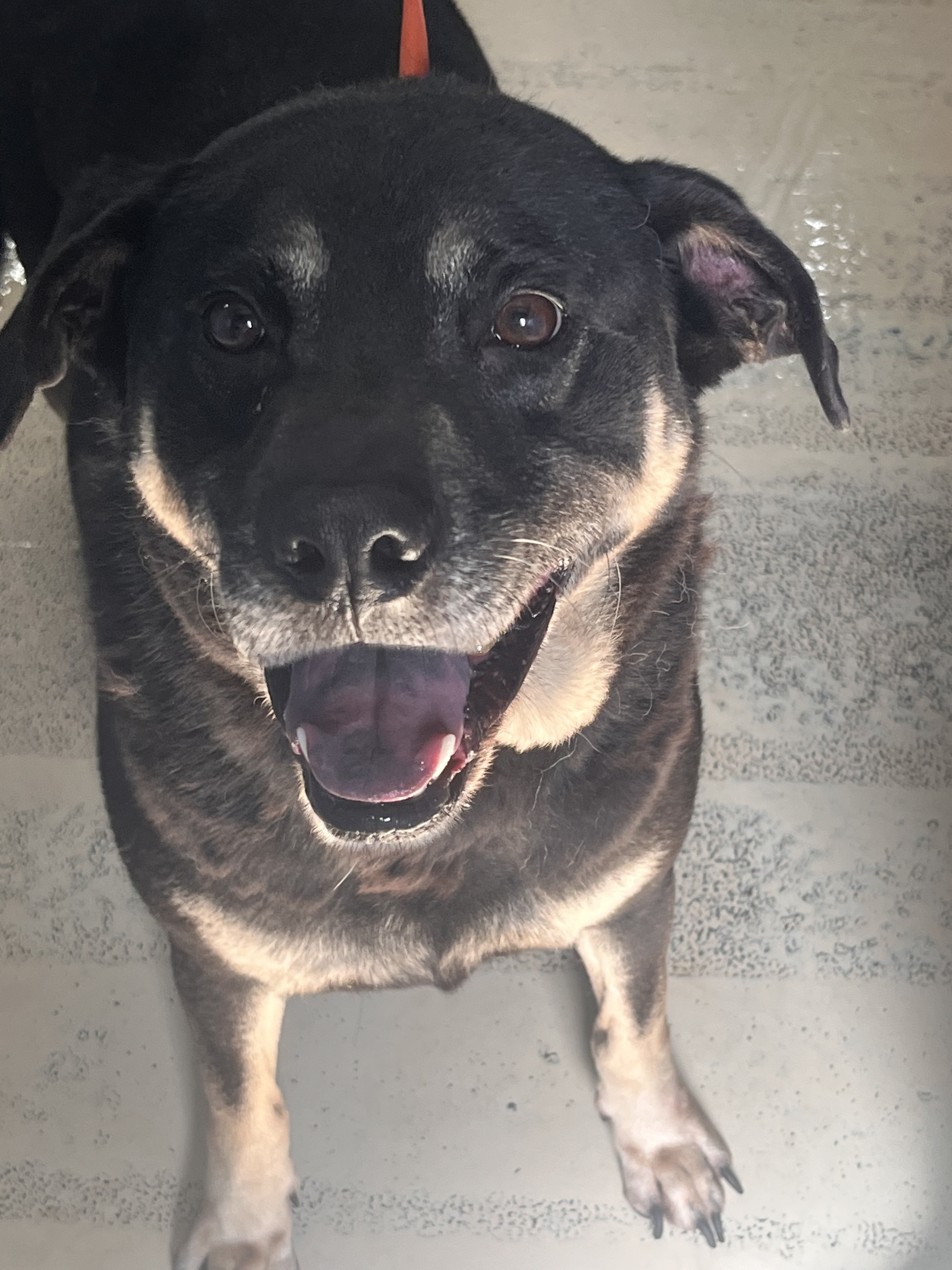 Oliver & Roxy, a Adoptable mixed breed image 3/12