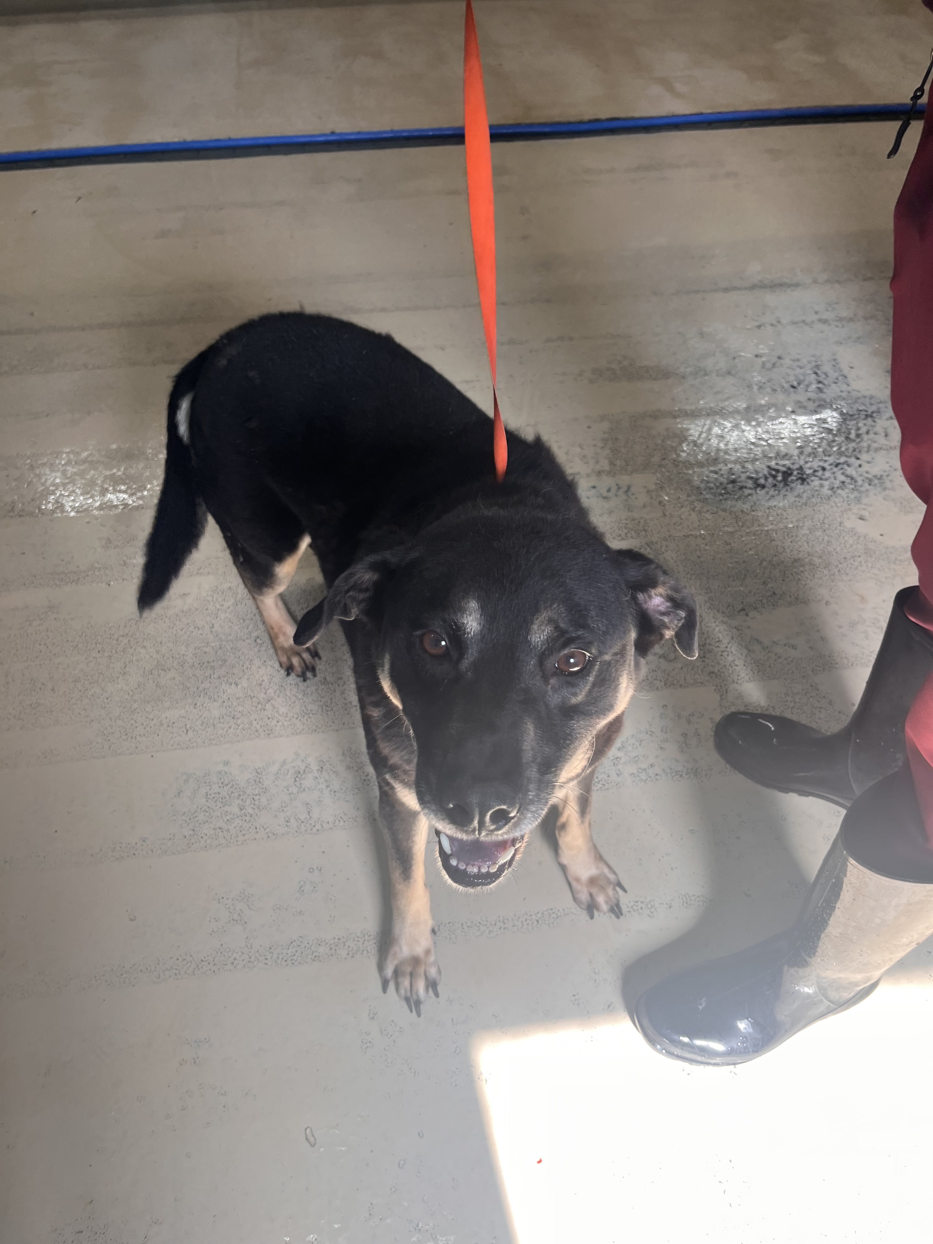 Oliver & Roxy, a Adoptable mixed breed image 4/12