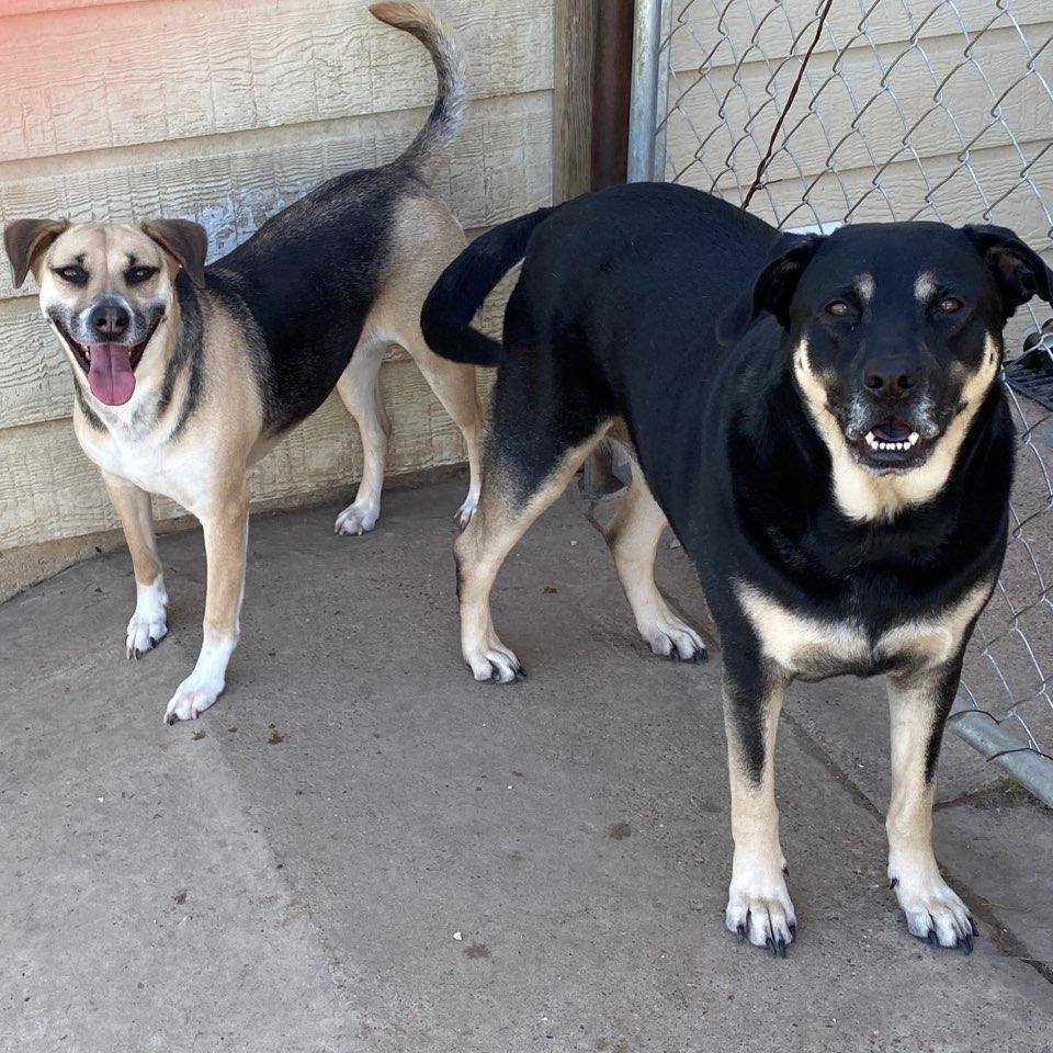 Oliver & Roxy, a Adoptable mixed breed image 5/12