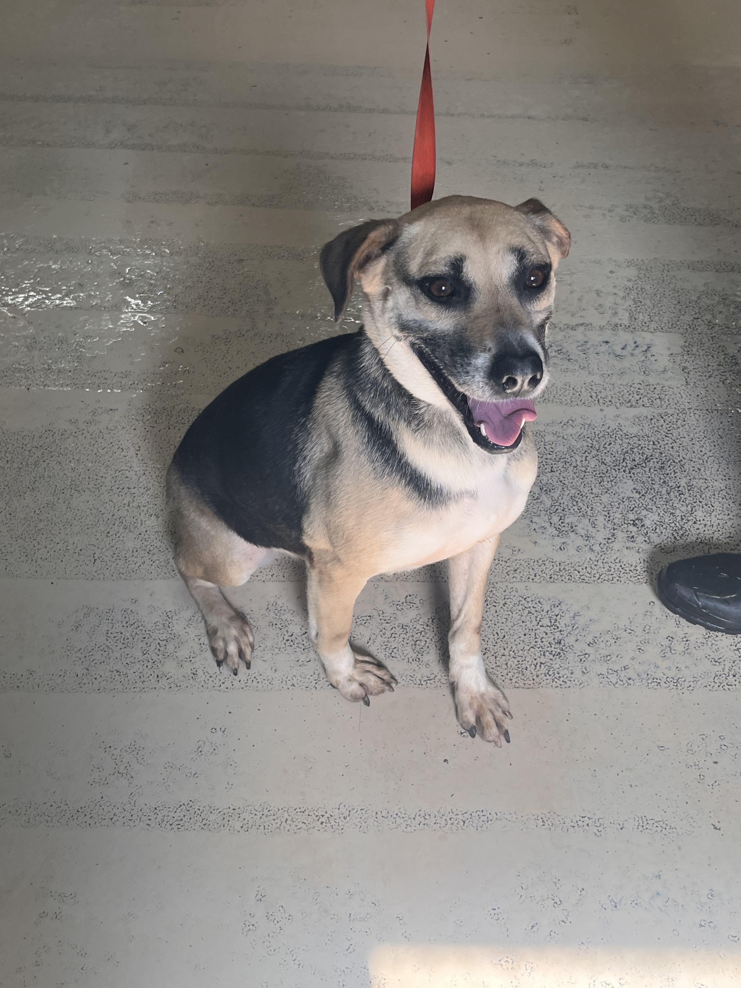 Oliver & Roxy, a Adoptable mixed breed image 6/12