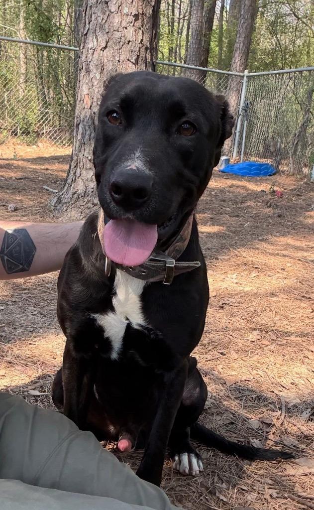 Enlarge Dash, a Adoptable mixed breed in Little Rock, AR image 1/6