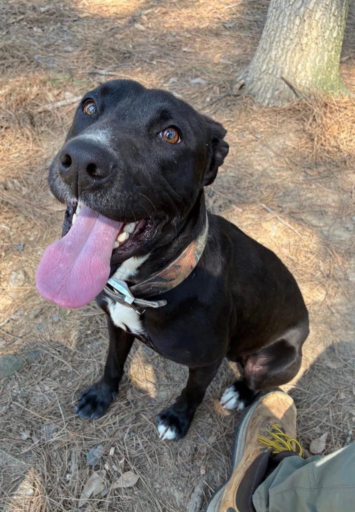 Enlarge Dash, a Adoptable mixed breed in Little Rock, AR image 2/6