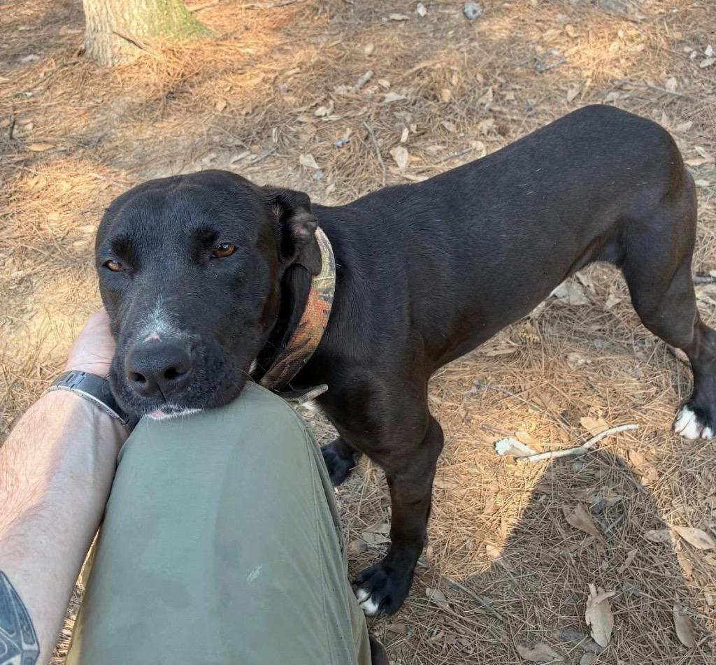 Enlarge Dash, a Adoptable mixed breed in Little Rock, AR image 3/6