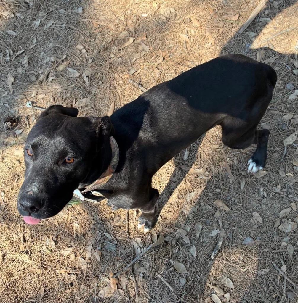 Enlarge Dash, a Adoptable mixed breed in Little Rock, AR image 4/6