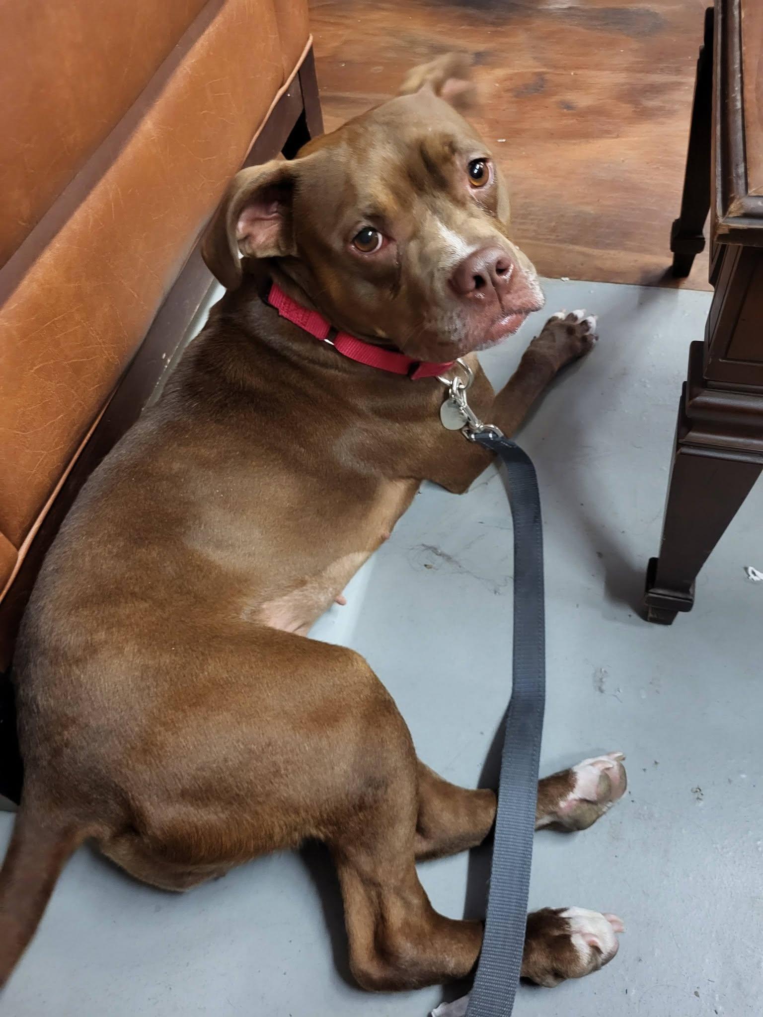 Enlarge Babs, an adoptable mixed breed in Schenectady, NY image 6/6