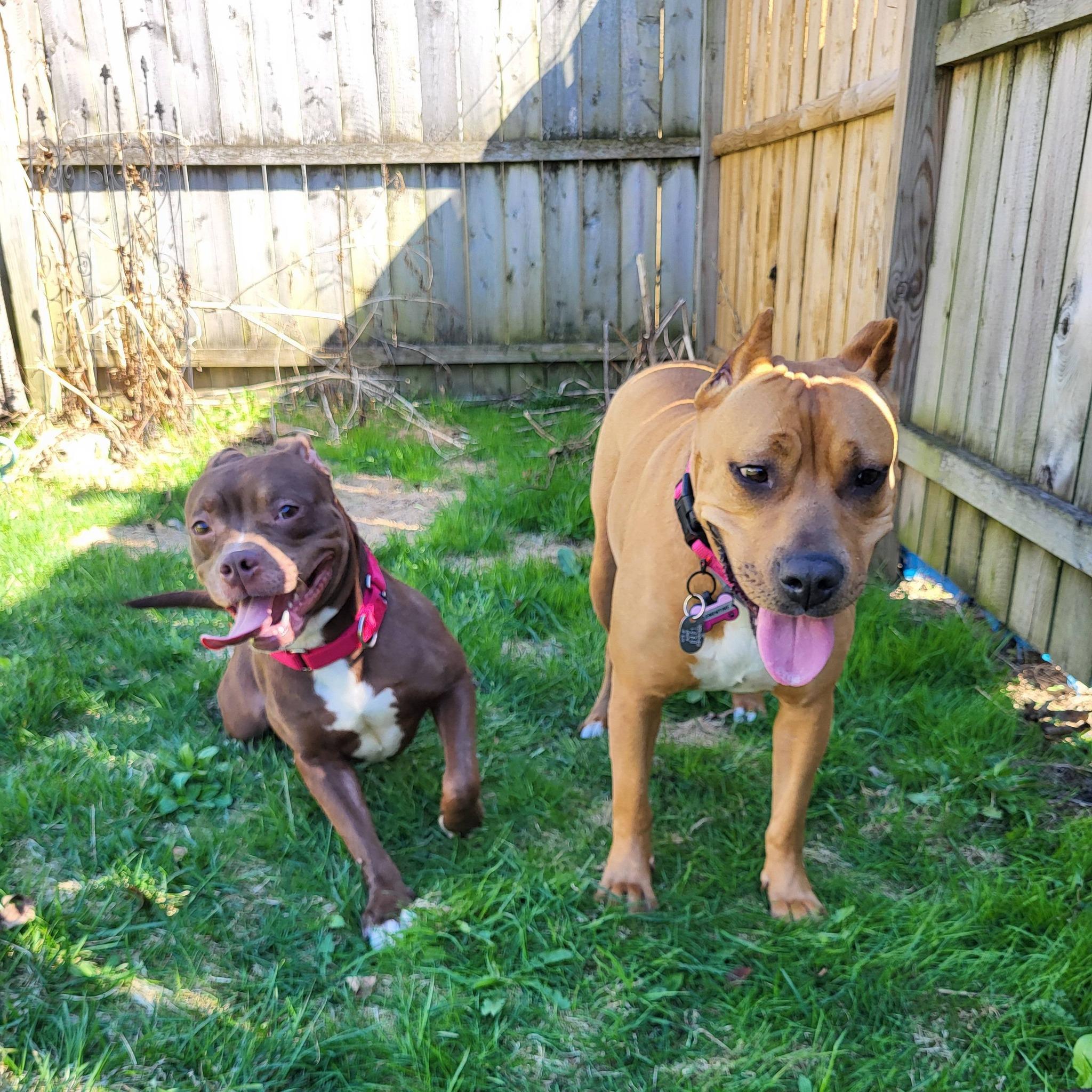 Babs, an adoptable mixed breed in Schenectady, NY image 4/6