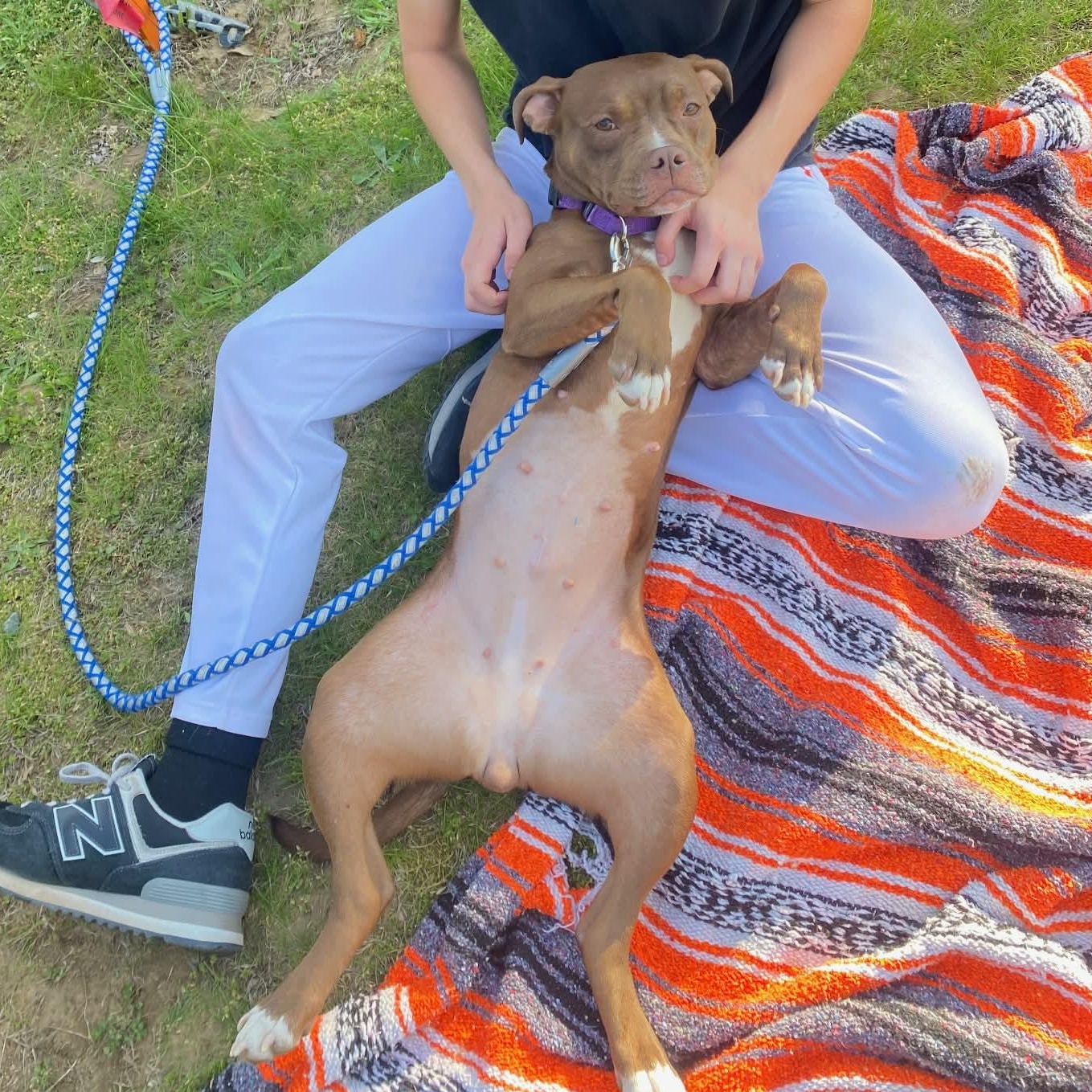 Babs, an adoptable mixed breed in Schenectady, NY image 2/6