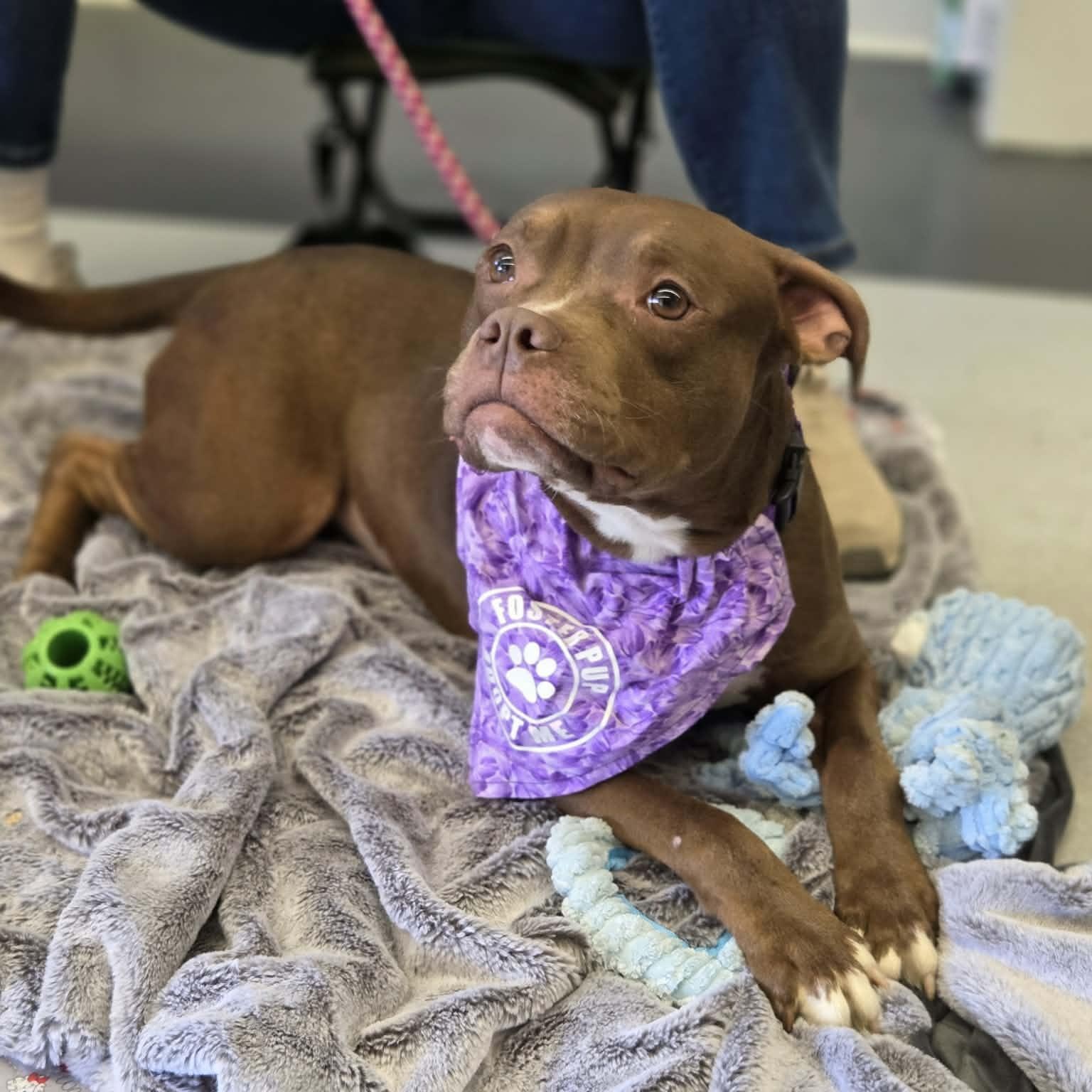 Babs, an adoptable mixed breed in Schenectady, NY image 3/6