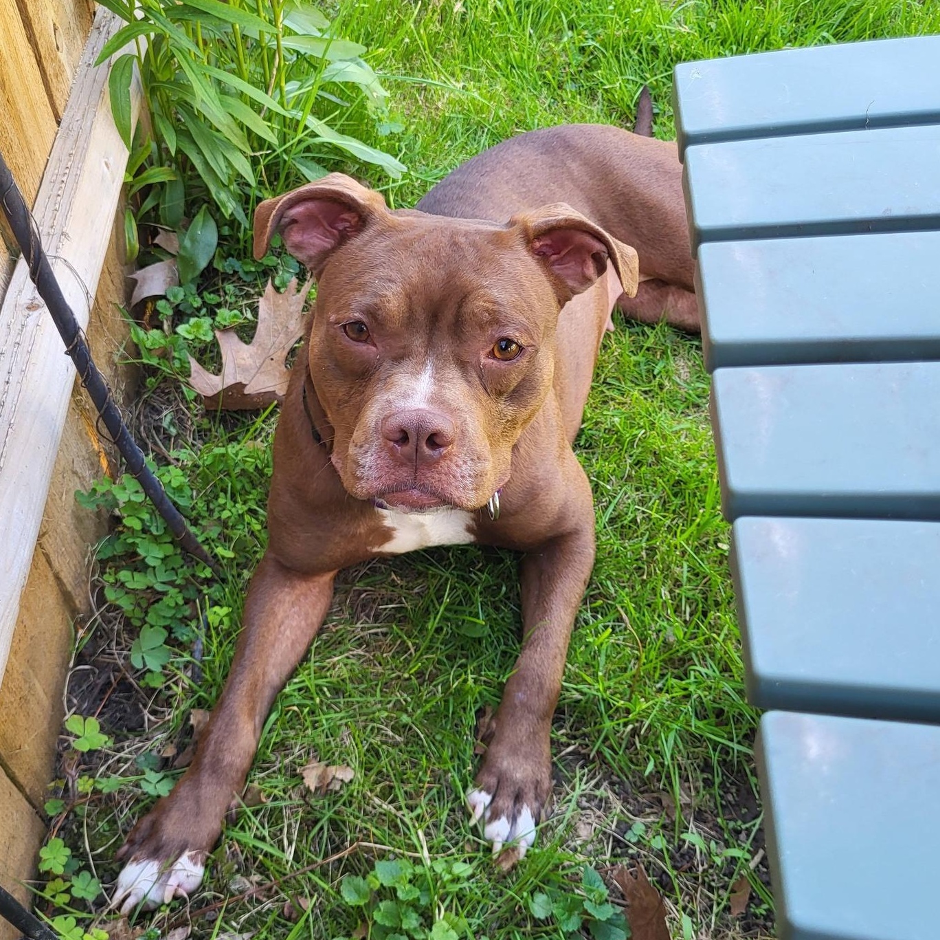 Enlarge Babs, an adoptable mixed breed in Schenectady, NY image 1/6