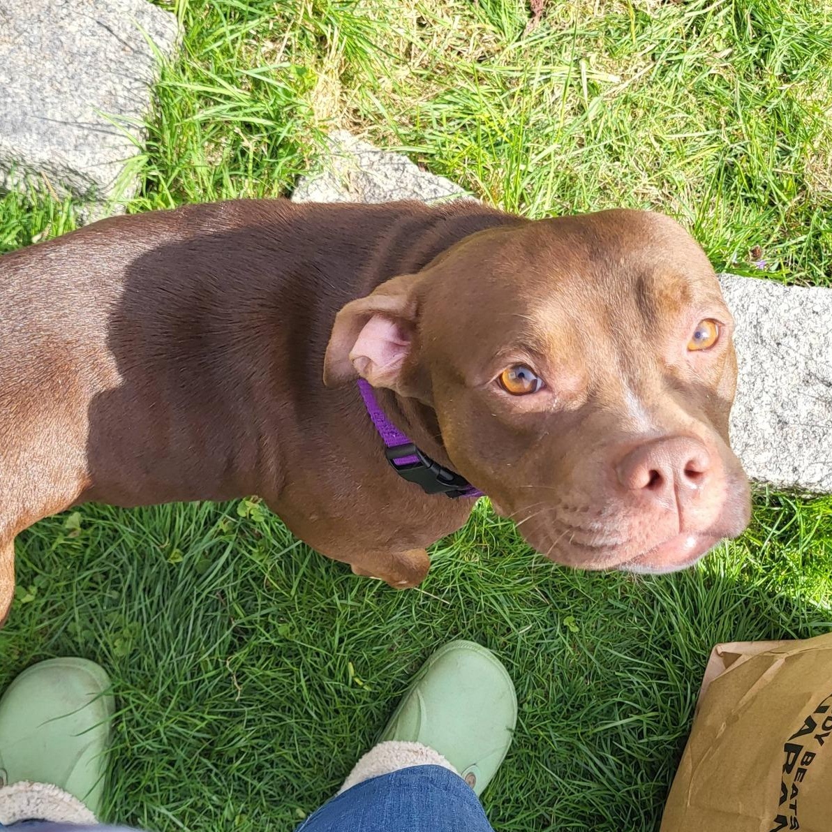 Babs, an adoptable mixed breed in Schenectady, NY image 1/6
