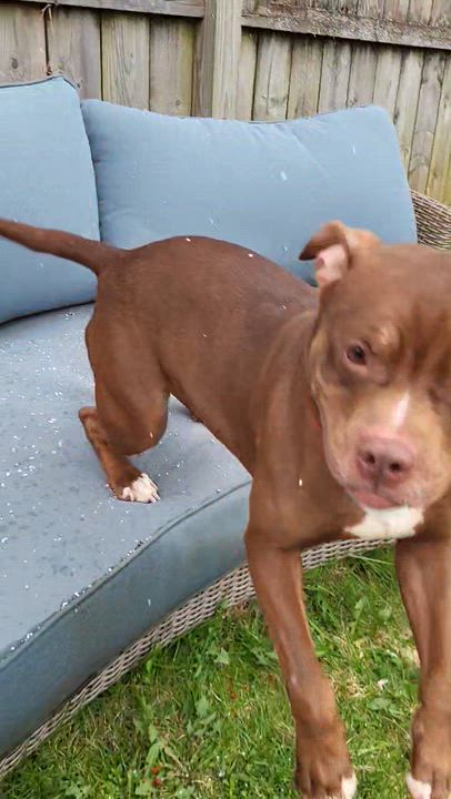 Enlarge Babs, an adoptable mixed breed in Schenectady, NY video 5/6