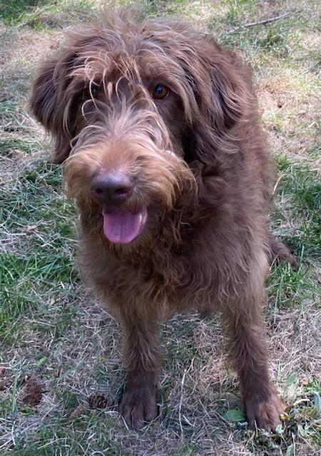 Enlarge Sally - Courtesy Listing see info, a ADOPTABLE Aussiedoodle in Polson, MT image 2/5