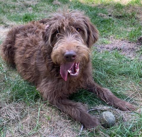 Enlarge Sally - Courtesy Listing see info, a ADOPTABLE Aussiedoodle in Polson, MT image 3/5