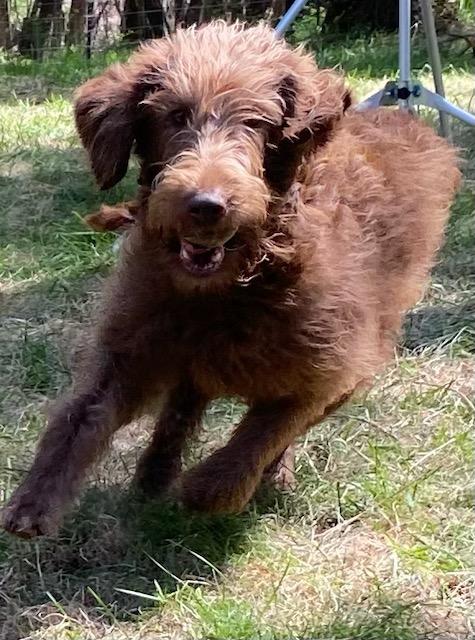 Enlarge Sally - Courtesy Listing see info, a ADOPTABLE Aussiedoodle in Polson, MT image 5/5