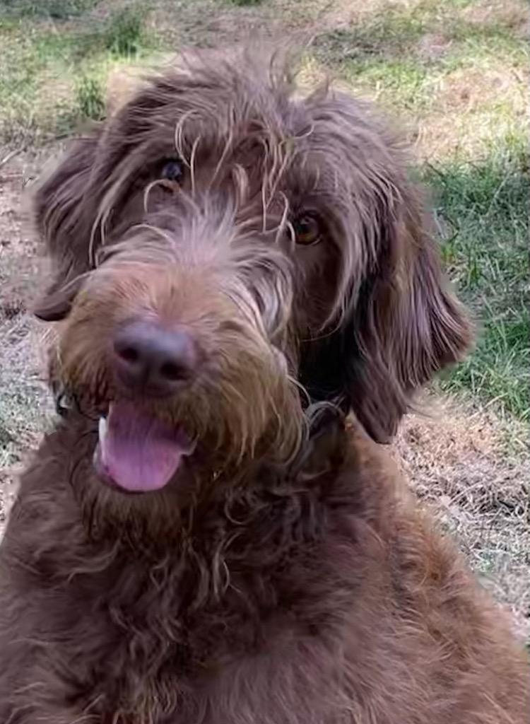 Sally - Courtesy Listing see info, ADOPTABLE, Adult Female Aussiedoodle.