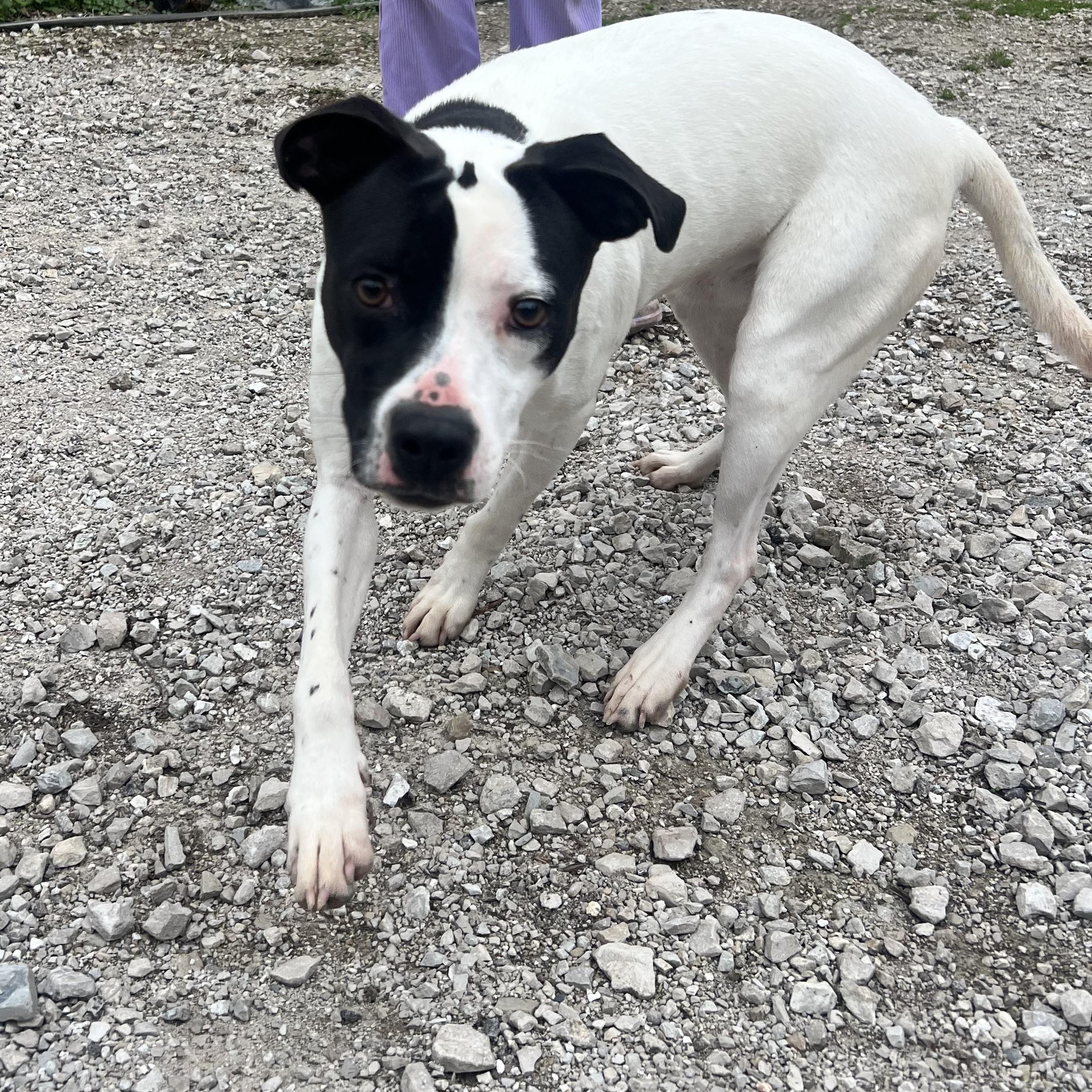 Enlarge Fancy, a ADOPTABLE mixed breed in Hollister, MO image 2/4