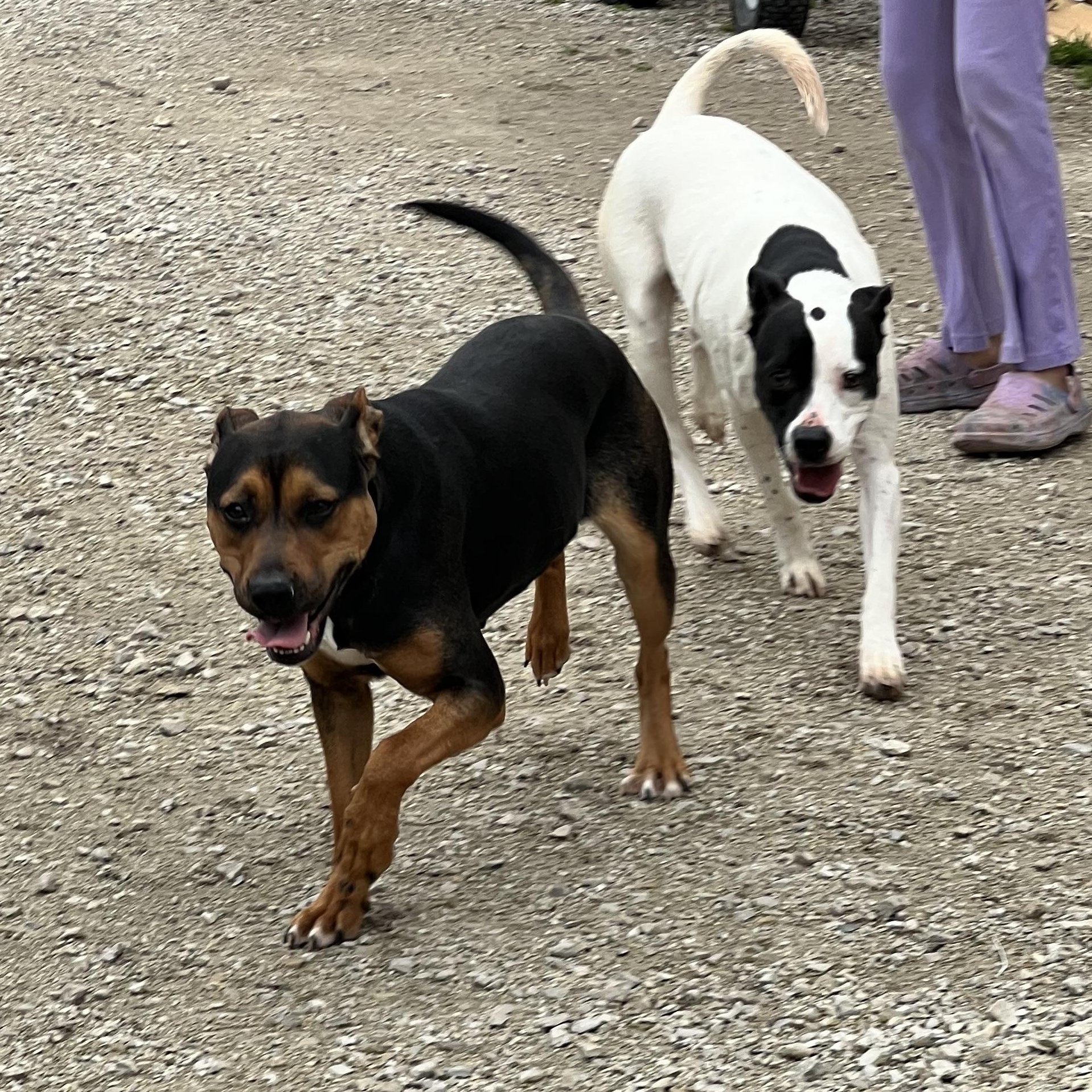 Enlarge Fancy, a ADOPTABLE mixed breed in Hollister, MO image 3/4