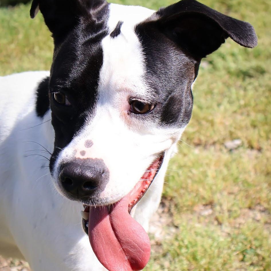 Enlarge Fancy, a ADOPTABLE mixed breed in Hollister, MO image 2/6