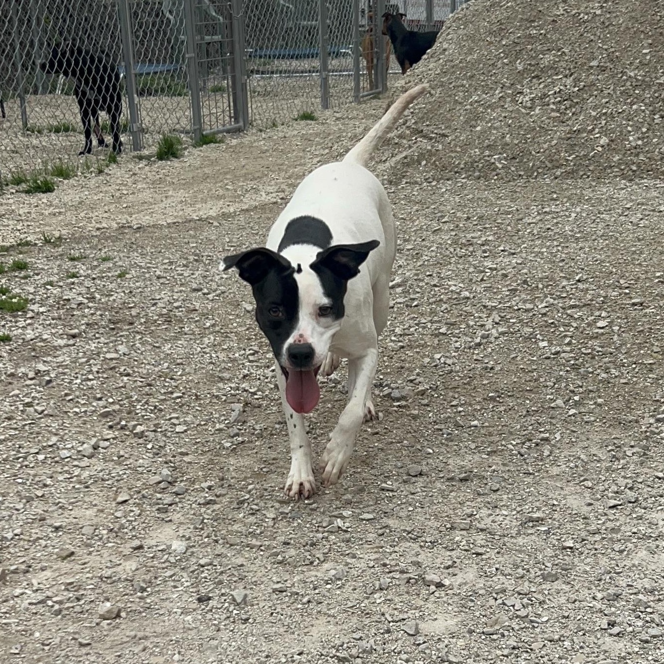 Fancy, ADOPTABLE, Young Female Terrier & Boxer.