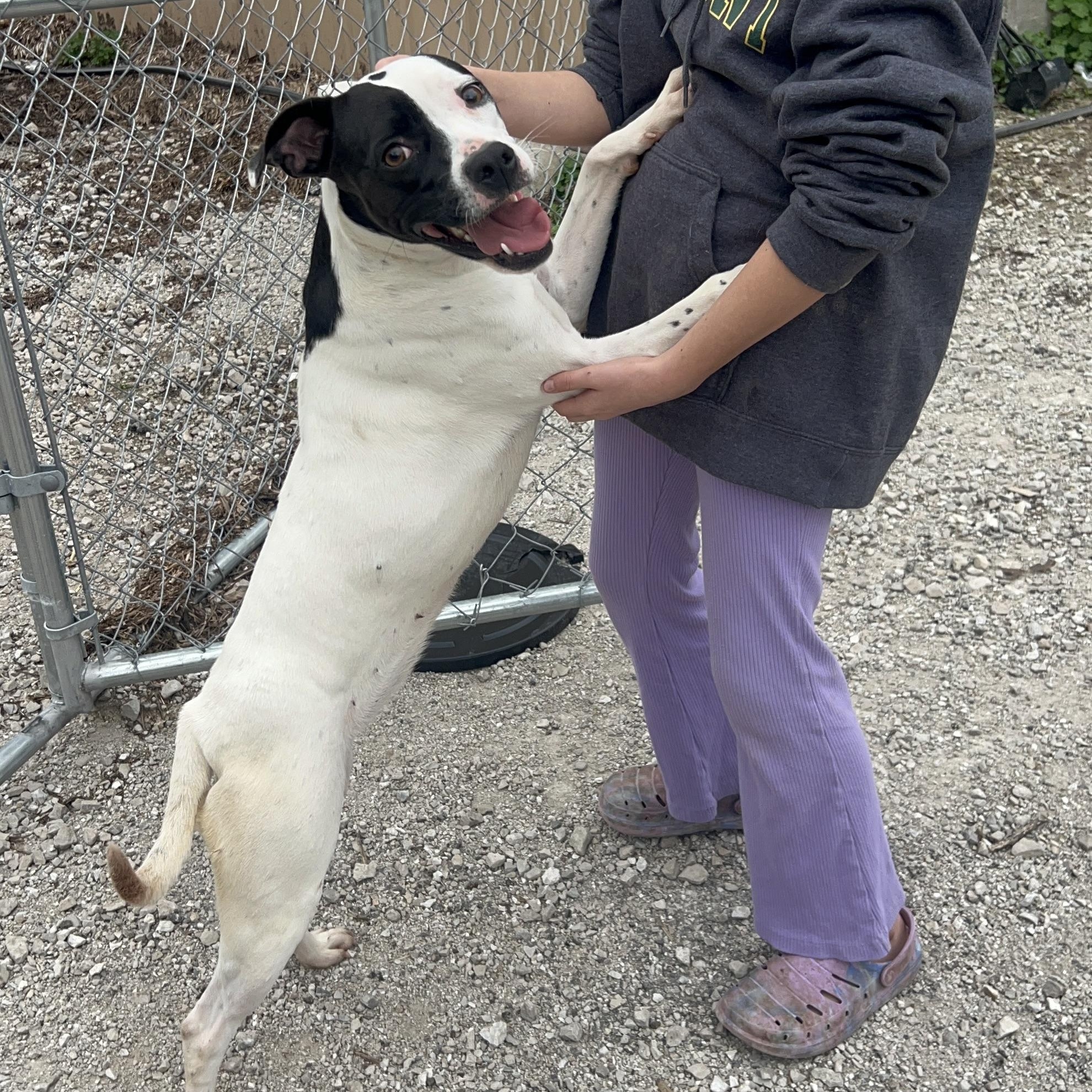 Enlarge Fancy, a ADOPTABLE mixed breed in Hollister, MO image 4/4