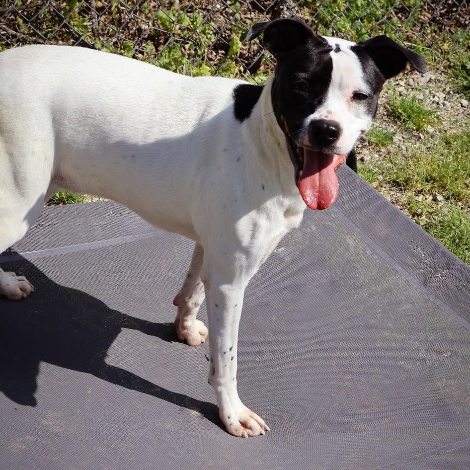 Enlarge Fancy, a ADOPTABLE mixed breed in Hollister, MO image 1/6